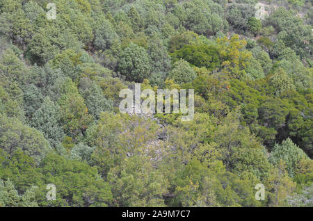 Boschi di querce e macchia mediterranea in Sierra Madrona parco naturale, il sud della Spagna Foto Stock