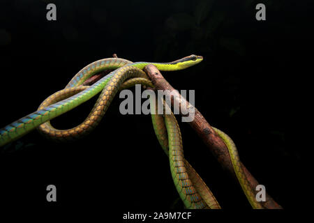 Blu, BRONZEBACK Dendrelaphis cyanochloris noto anche come parete's Bronzeback Foto Stock