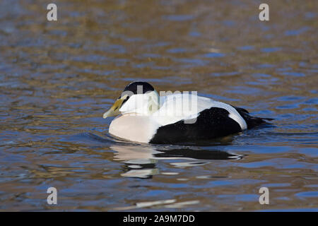 Eider comune, Somateria mollissima, singolo adulto maschio di nuoto. Slimbridge, Gloucestershire, UK. Foto Stock