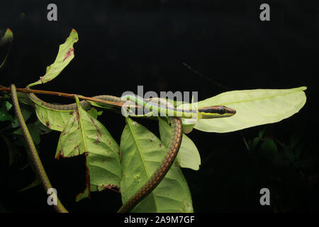 Blu, BRONZEBACK Dendrelaphis cyanochloris noto anche come parete's Bronzeback Foto Stock