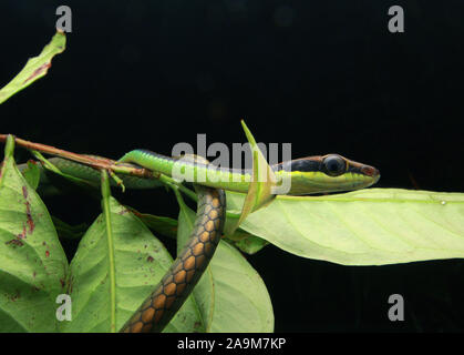 Blu, BRONZEBACK Dendrelaphis cyanochloris noto anche come parete's Bronzeback Foto Stock