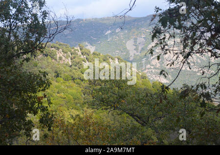 Boschi di querce e macchia mediterranea in Sierra Madrona parco naturale, il sud della Spagna Foto Stock