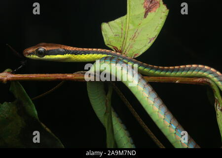 Blu, BRONZEBACK Dendrelaphis cyanochloris noto anche come parete's Bronzeback Foto Stock
