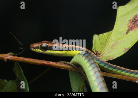 Blu, BRONZEBACK Dendrelaphis cyanochloris noto anche come parete's Bronzeback Foto Stock