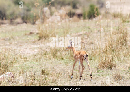 Baby impala nelle praterie del Masai Mara conservancy triangolo, Kenya. Foto Stock