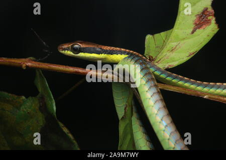 Blu, BRONZEBACK Dendrelaphis cyanochloris noto anche come parete's Bronzeback Foto Stock