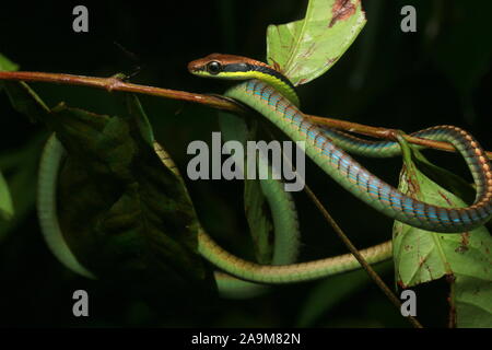 Blu, BRONZEBACK Dendrelaphis cyanochloris noto anche come parete's Bronzeback Foto Stock