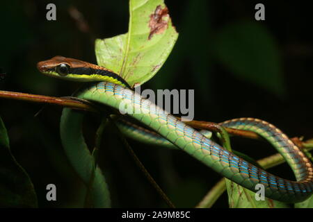 Blu, BRONZEBACK Dendrelaphis cyanochloris noto anche come parete's Bronzeback Foto Stock