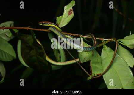 Blu, BRONZEBACK Dendrelaphis cyanochloris noto anche come parete's Bronzeback Foto Stock