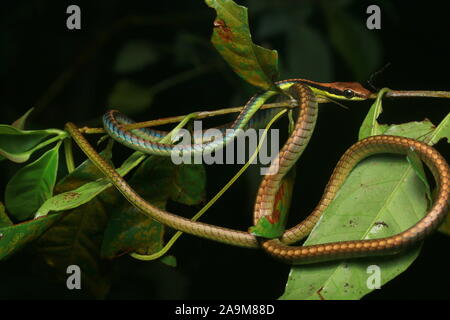 Blu, BRONZEBACK Dendrelaphis cyanochloris noto anche come parete's Bronzeback Foto Stock