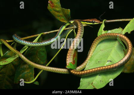 Blu, BRONZEBACK Dendrelaphis cyanochloris noto anche come parete's Bronzeback Foto Stock