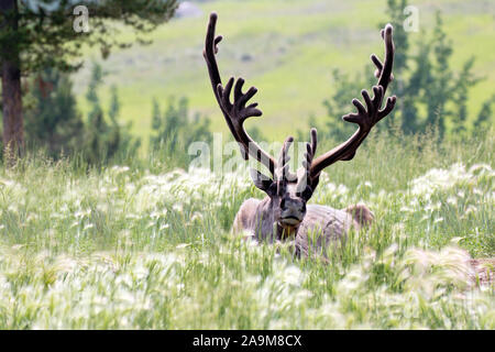 Caribou Coffee Company / renne che stabilisce in un prato. Foto Stock