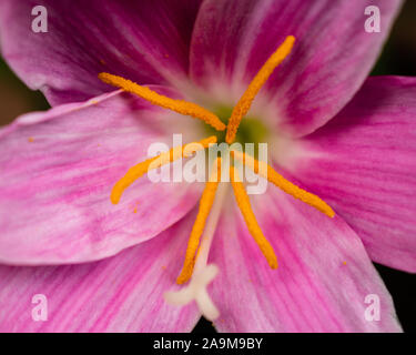 Zephyranthes rosea nel giardino sul retro Foto Stock