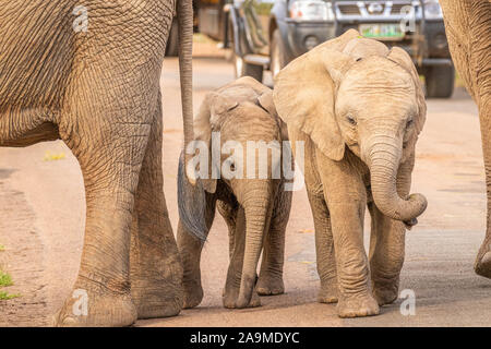 Neonato elefanti ( Loxodonta africana) su strada, il Parco Nazionale di Pilanesberg, Sud Africa. Foto Stock