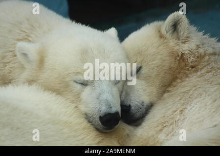 Due graziosi sleeping orsi polari allo Zoo Foto Stock