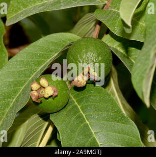 Guave, Psidium guajava, ist eine exotische Frucht. Guaiava, Psidium guajava, è un frutto esotico. Foto Stock