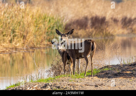 Un Nero tailed Doe e immaturi Buck pascolano lungo la riva di un canale di irrigazione al San Luis National Wildlife Refuge in California USA Foto Stock