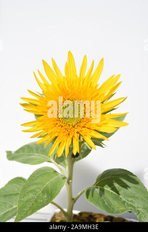 Sonnenblume, Helianthus annuus, ist eine wichtige Oel- und Heilpflanze mit gelben Blueten und wird auch in der Medizin verwendet. Girasole, Helianthu Foto Stock