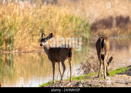 Un Nero tailed Doe e immaturi Buck pascolano lungo la riva di un canale di irrigazione al San Luis National Wildlife Refuge in California USA Foto Stock