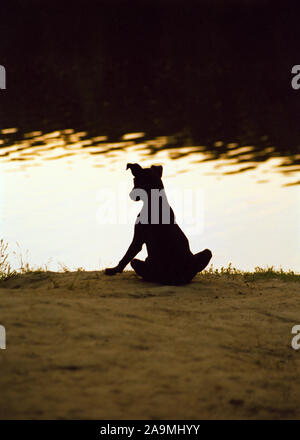 Silhouette di cucciolo seduto a terra contro acqua Foto Stock