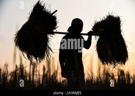 Un agricoltore porta il suo raccolto paddy durante il tramonto, al villaggio Saderi Barpeta nel distretto di Assam. Foto Stock