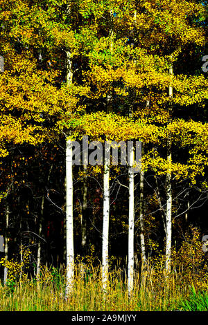 Un'immagine di caduta di uno stand di alberi di aspen con Le loro foglie che girano i colori della caduta in Alberta rurale Canada Foto Stock