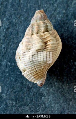 Ancora un colpo di vita di una grande conchiglia buccino seduto su un pezzo di ardesia, che mostra il dettaglio sulla sua superficie. Foto Stock