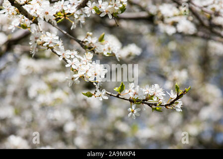 Bella Prunus avium bianca fioritura in primavera in Danimarca Foto Stock