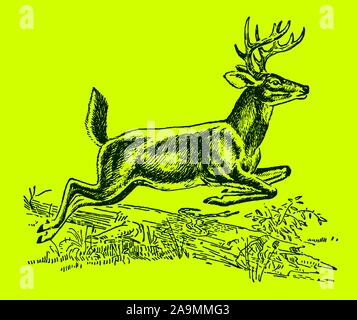 Bianco maschio-tailed o virginia deer (Odocoileus virginianus) saltando disteso un tronco di albero, su un brillante sfondo verde. Modificabile in strati Illustrazione Vettoriale