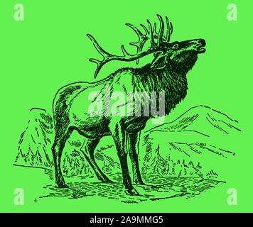 Wapiti maschio o elk (cervus canadensis) in piedi in un paesaggio montuoso e ruggente, su uno sfondo verde. Modificabile in strati Illustrazione Vettoriale