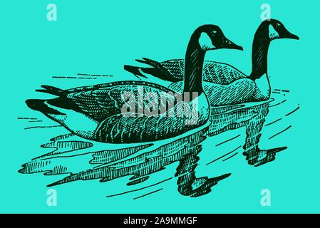 Due oche canadesi (branta canadensis) che nuotano su uno sfondo blu-verde. Modificabile in livelli Illustrazione Vettoriale