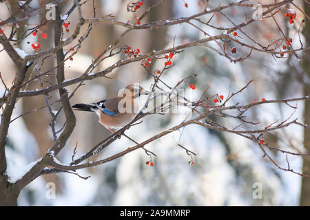 Neve paesaggio invernale nel parco, bellissimo uccello jay si siede su un ramo di monte ceneri con bacche rosse. Parus bird. Winter card, calendario, cartolina Foto Stock