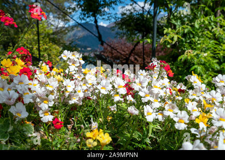 Bellissimi fiori e giardino a Tremezzo - Lago di Como in Italia Foto Stock