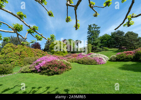 Meraviglioso giardino con fiori a Bellagio - Lago di Como in Italia Foto Stock