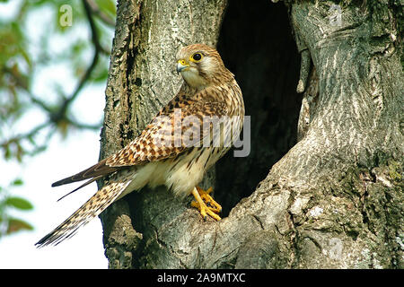 Turmfalke (Falco tinnunculus) Comune gheppio, femmina Foto Stock