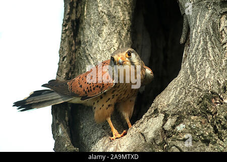 Turmfalke (Falco tinnunculus) Comune gheppio, maschio Foto Stock