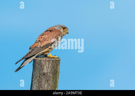 Turmfalke (Falco tinnunculus) Comune gheppio, maschio Foto Stock