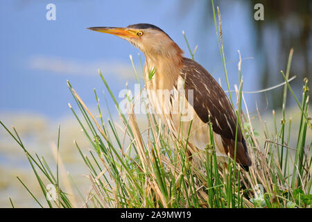 Zwergdommel, Ixobrychus minutus, tarabusino, femmina Foto Stock