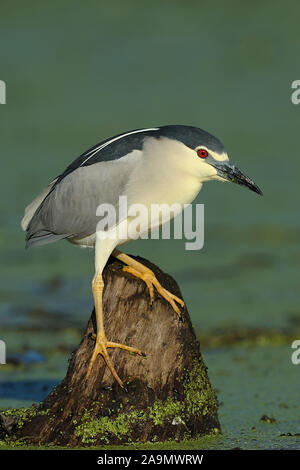 Nachtreiher, Nycticorax nycticorax, Nitticora Foto Stock