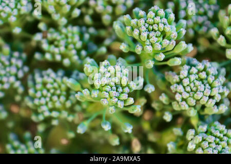 Primo piano di broccoli bud capi contro uno sfondo scuro Foto Stock