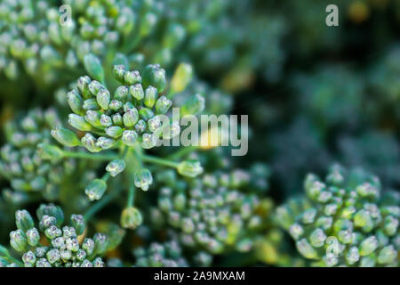 Primo piano di broccoli bud capi contro uno sfondo scuro Foto Stock