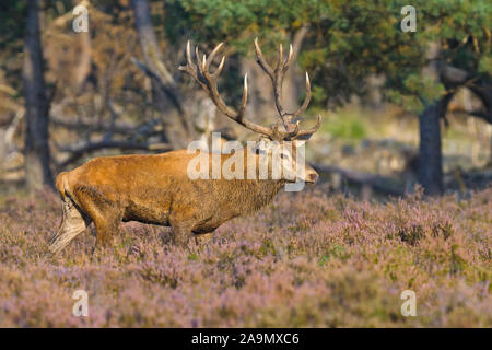 Rothirsch (Cervus elaphus) Red Deer Foto Stock