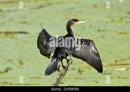 Kormoran, Phalacrocorax carbo, cormorani Foto Stock