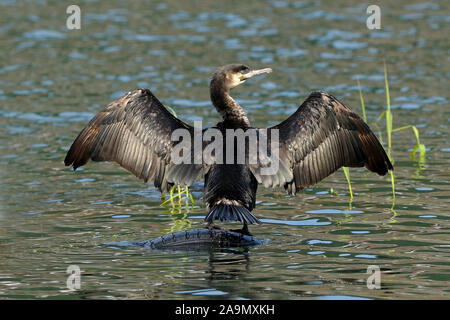 Kormoran, Phalacrocorax carbo, cormorani Foto Stock