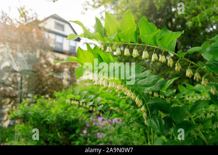 Polygonatum, noto anche come King Solomon's-guarnizione o di Salomone sigillo, Castine, Maine, New England, STATI UNITI D'AMERICA Foto Stock