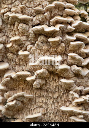 Polypore Marshmallow (Spongipellis pachyodon) tree fungo, Iowa, USA. Foto Stock