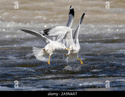 Anello-fatturati gabbiano (Larus delawarensis) che lottano per il pesce, Iowa, USA. Foto Stock