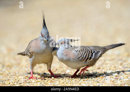 Ein Pärchen Spitzschopftauben stehen auf steinigem Grund Foto Stock