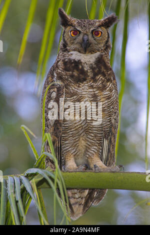 Virginia-Uhu, grande gufo cornuto, Bubo virgianus Foto Stock