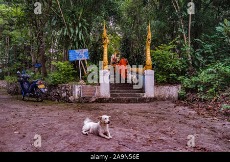 I monaci in abiti dello zafferano nelle strade all'alba nel Patrimonio Mondiale elencati città Luang Prabang in Laos la mattina alms dando cerimonia o Tak Bak Foto Stock